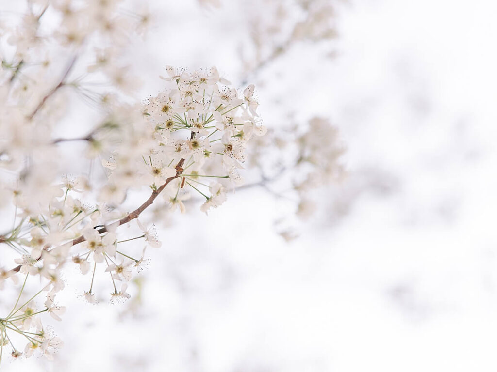 North Augusta SC Photographer - Image of small white blossoms on a bradford pear tree.