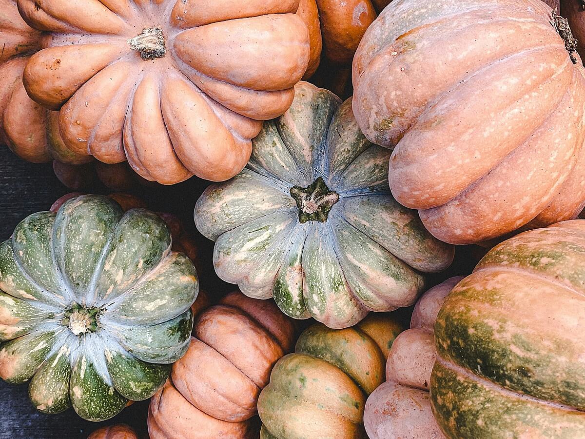 Aiken SC Photographer - Image of a pile of multi-colored fall pumpkins.